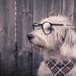 Can Six Sigma drive a shared-vision within the company?